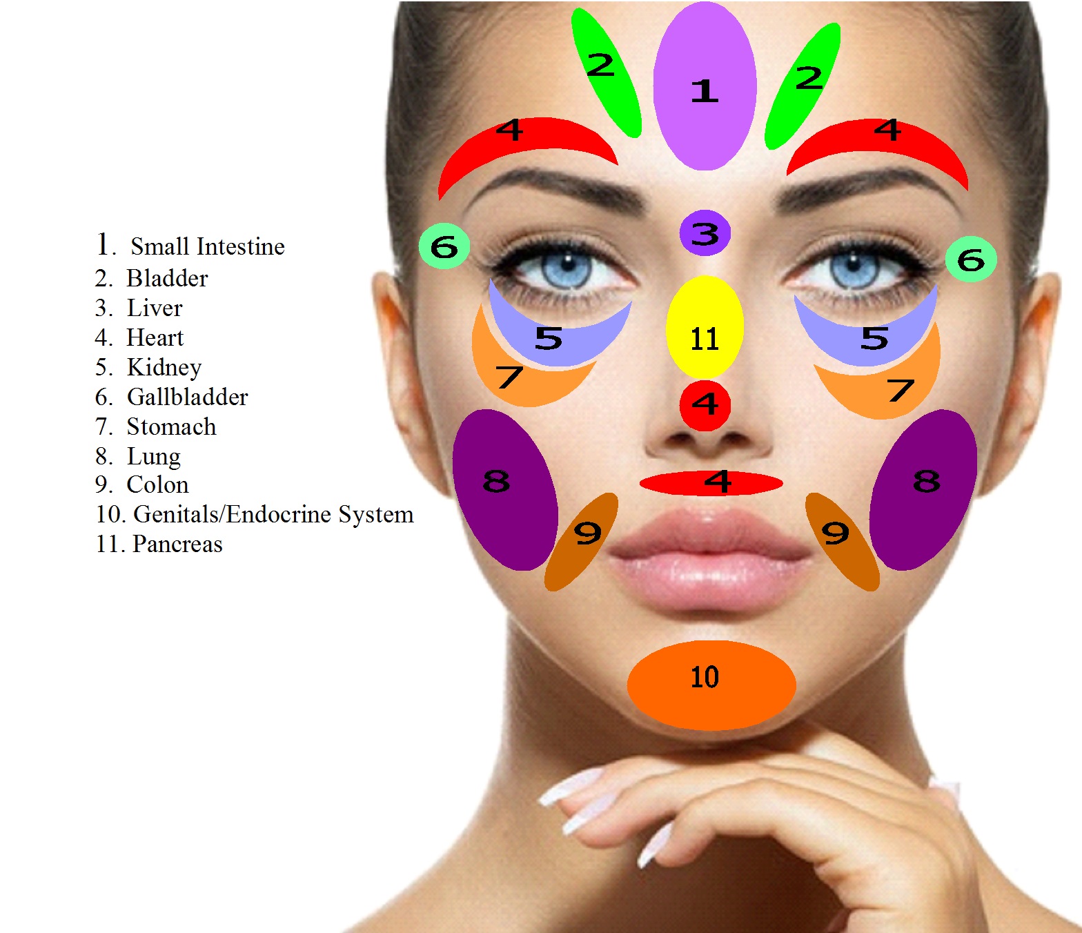 За какие органы отвечают прыщи на лице. Биологически активные точки на лице. Рефлексные зоны на лице. Акупунктурные зоны на лице. Проекция органов на лице прыщи.